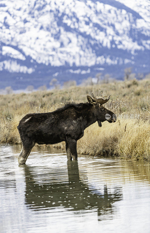 驼鹿(Alces Alces)是新世界鹿亚家族的成员，是鹿家族中现存最大和最重的物种。大提顿国家公园，怀俄明州。在一条小溪边吃边走。